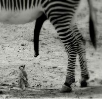 Фото, сделанные в самый подходящий момент под нужным ракурсом