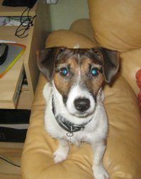 Что выросло, то выросло или путь с пеленок до Fishek 