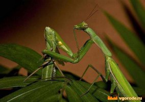 Во время спаривания самка богомола съедает своего партнера. Пока длится совокупление, самка, обладающая бóльшими размерами, удерживает самца передними лапами и начинает пожирать его голову.Самка ест самца специально, съедая голову, его движения учащаются, тем самым увеличивая количество спермы вводимой самке. Ведь за репродукцию отвечают нервные узлы, которые находятся не в голове, а брюшке.
британские ученые доказали: самка богомола убивает самца после спаривания, чтобы потом не нервничать - перезвонит эта тварь или нет...