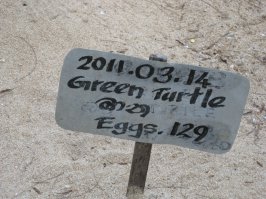 Пляж Алагади - роддом для гигантских черепах