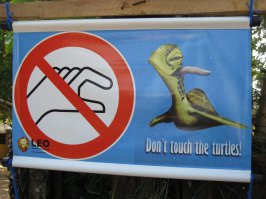 Пляж Алагади - роддом для гигантских черепах