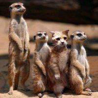 Каждый маскируется как может