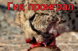 Леопард напал на сафари-гида