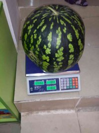 Туркмениский арбуз! вес - 17кг !