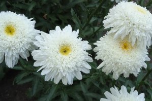 Нивяник - многолетнее растение семейства астровых. Очень популярное садовое растение, где упорно зовется ромашкой. Так что не расстраивайтесь :)
Еще есть замечательные махровые разновидности