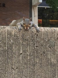 Белочка устала,приходить в гости.