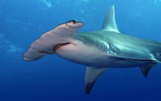 акула-молот и акула-гоблин. Насчет обожания не знаю,но по-своему интересны.