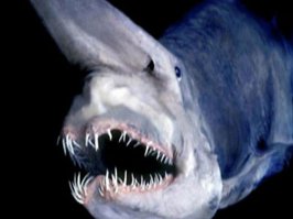 акула-молот и акула-гоблин. Насчет обожания не знаю,но по-своему интересны.