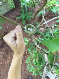 на тик-так похоже)