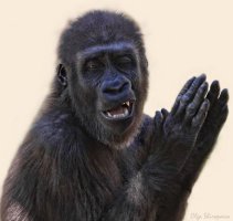 Неудавшийся шашечник