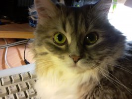 а ты точно любишь котиков?