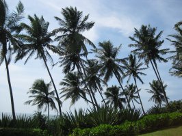 Был на Шри Ланке(Бентота), супер! Вся живность присутствует, в отличии от Индии. Немного фоток.