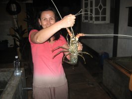 Был на Шри Ланке(Бентота), супер! Вся живность присутствует, в отличии от Индии. Немного фоток.