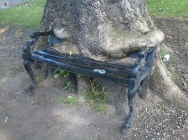 Дерево не умрет даже если в него анкеров навтыкаешь,оно умирает если снять кору кольцом вокруг ствола.Так что это фигня придумка.