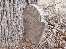 Дерево не умрет даже если в него анкеров навтыкаешь,оно умирает если снять кору кольцом вокруг ствола.Так что это фигня придумка.