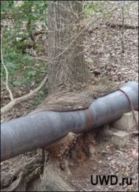 Дерево не умрет даже если в него анкеров навтыкаешь,оно умирает если снять кору кольцом вокруг ствола.Так что это фигня придумка.