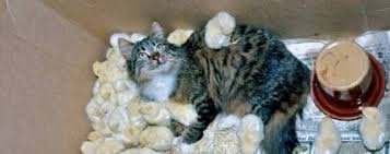 Всем добра!!!