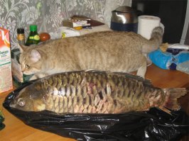 Четверг-рыбный день!