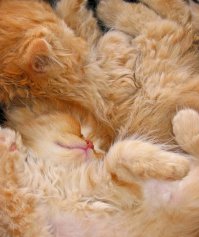 30 картинок, которые сделают вашу сегодняшнюю жизнь лучше