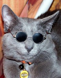 Котики и их хозяева: найдите 10 отличий