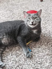  Что может поднять настроение лучше кота? Улыбающийся кот!