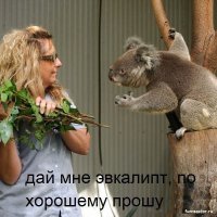 Пост обожания коал