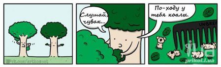Пост обожания коал
