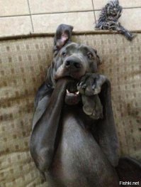 Котики и их хозяева: найдите 10 отличий