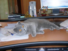 Вот, пожалуйста, но она женщина серьезная, не улыбчивая ))