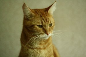 Я теперь тоже нрусный