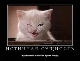  Что может поднять настроение лучше кота? Улыбающийся кот!