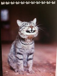  Что может поднять настроение лучше кота? Улыбающийся кот!