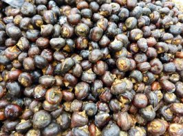 Выглядят как луковицы гладиолуса)))) Сразу представляю, как сажаю и поливаю))))