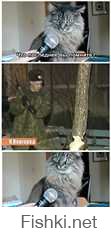 5 дней просидел на дереве обнинский кот. Вот такая &quot;скорая&quot; помощь
