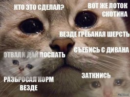 12 картинок с инструкциями о том, как быть котом