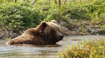 Купнуться в термальных источниках Камчатки:
