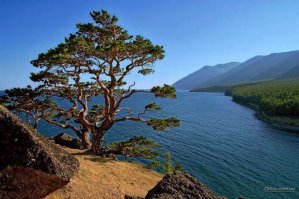 Где:
Откушать копчёного Омуля на берегу Байкала