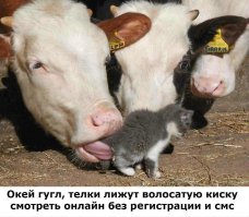 12 картинок с инструкциями о том, как быть котом