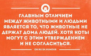 12 картинок с инструкциями о том, как быть котом