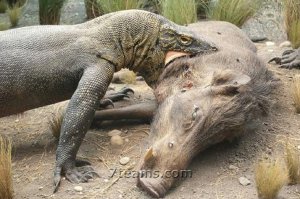 Ящерицы, хамелеоны, вараны