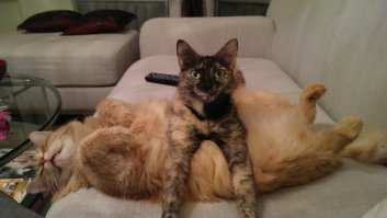 12 картинок с инструкциями о том, как быть котом