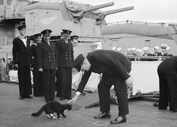 Почему автор вместо фото кота вставил фото линкора?