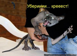 Говорящие коты несут чушь! 