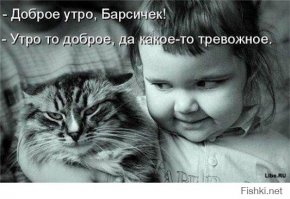 77 изумительных фотографий котов  