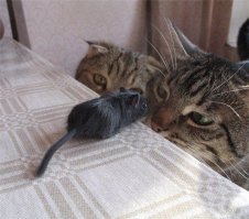 Как схватка Тома и Джерри выглядит в реальной жизни