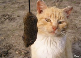 Как схватка Тома и Джерри выглядит в реальной жизни