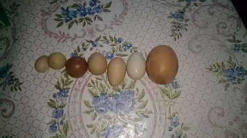 без петуха куры начинают чудить