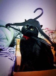 Коте-леон Котопарт