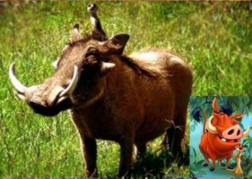 Тимон и Пумба