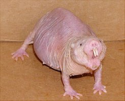 Серьёзно - капельницу рыбам? И был диагноз почечная недостаточность - у рыб? "Настало время волшебных сказок."

Ладно, вот вам пример бессмертного (и не болеющего раком), да ещё и эусоциального млекопитающего: